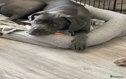 Cane Corso dogs for sale: Nellie 11 month old cane corso  - Image 6