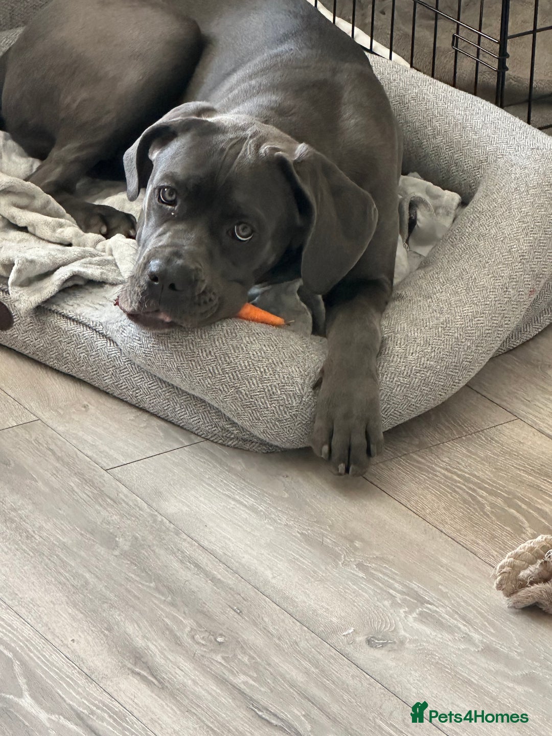 Cane Corso dogs for sale: Nellie 11 month old cane corso  - Image 6