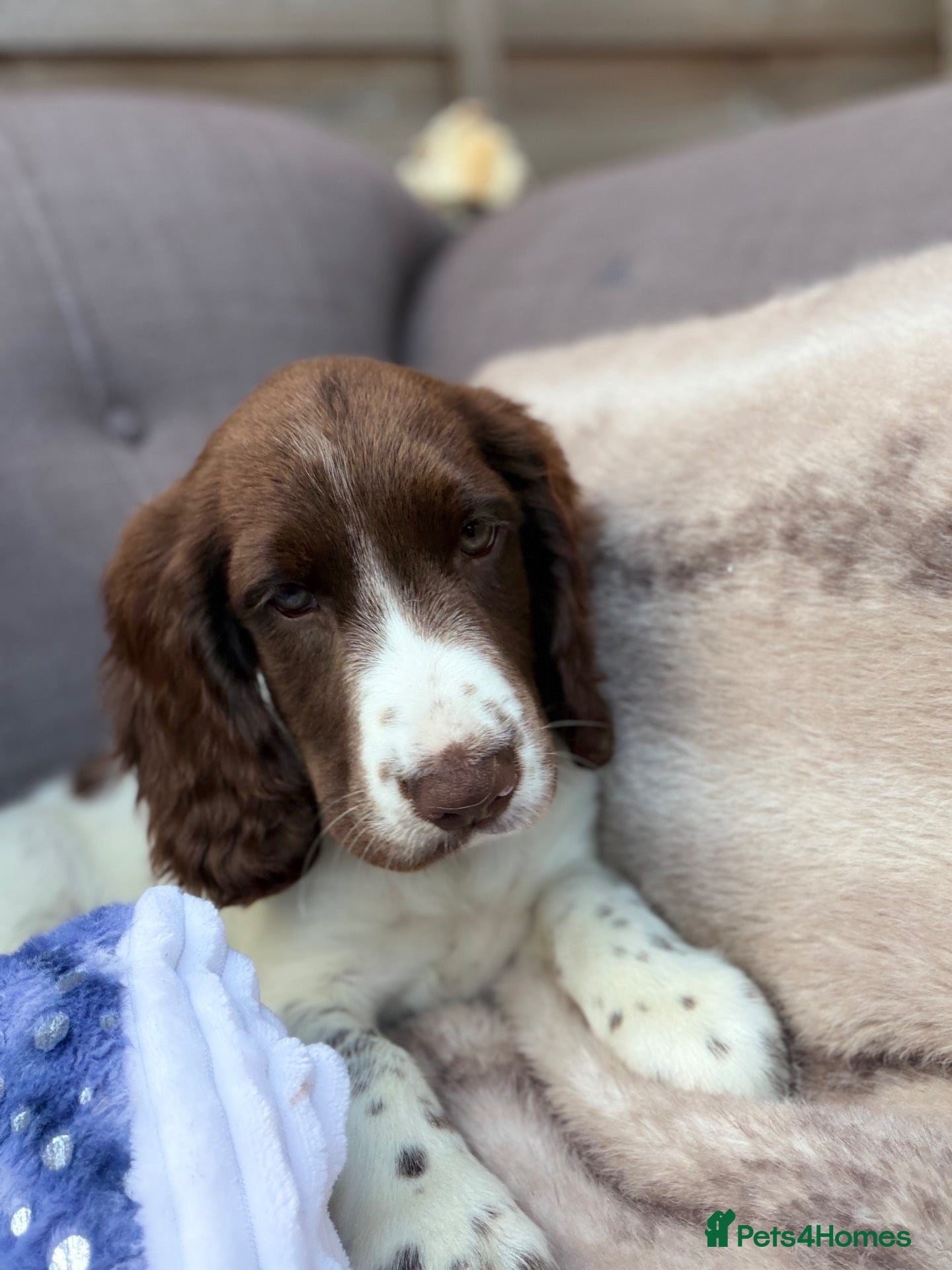 Cocker Spaniel dogs  Puppy Oskar Looking for His Forever Home!  - Advert 10