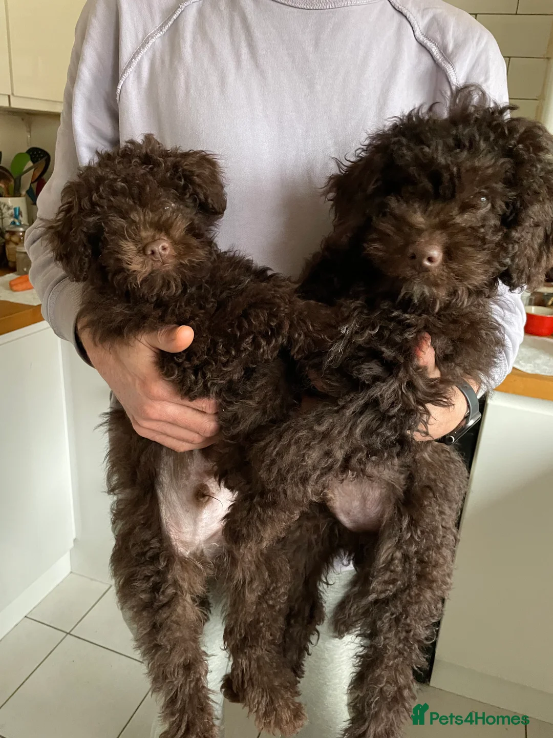 Miniature Poodle dogs for sale: Adorable Miniature Poodle puppies  - Advert 10