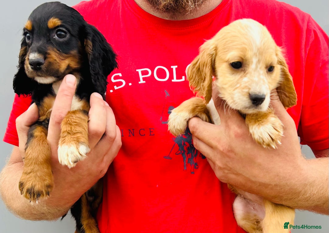 Cocker Spaniel dogs for sale: Beautiful litter of cocker spaniels - Image 6