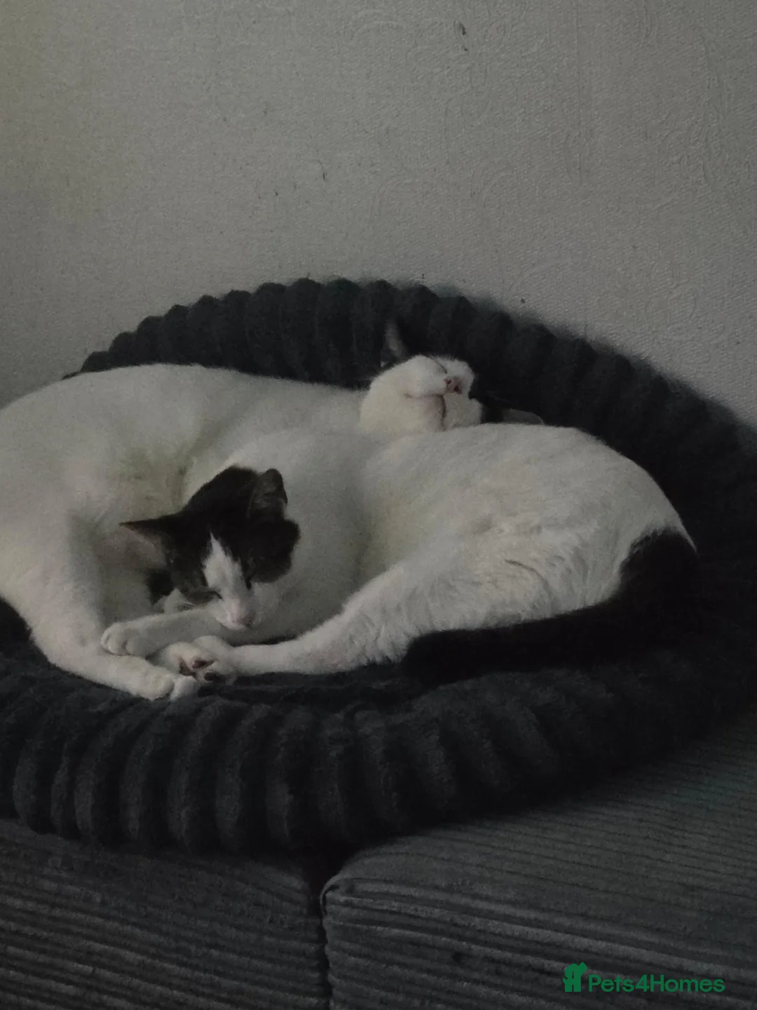 Mixed Breed cats for sale: Two brothers  in Kendal - Advert 2