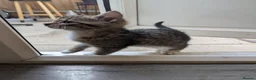 Mixed Breed cats for sale: Male Kittens Ready for Loving Homes  - Advert 5