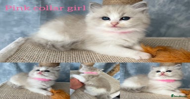 Ragdoll cats - Advert 1