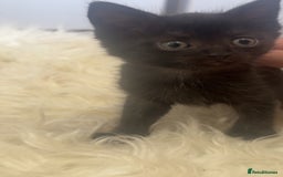 Mixed Breed cats for sale: 5 kittens  - Image 5