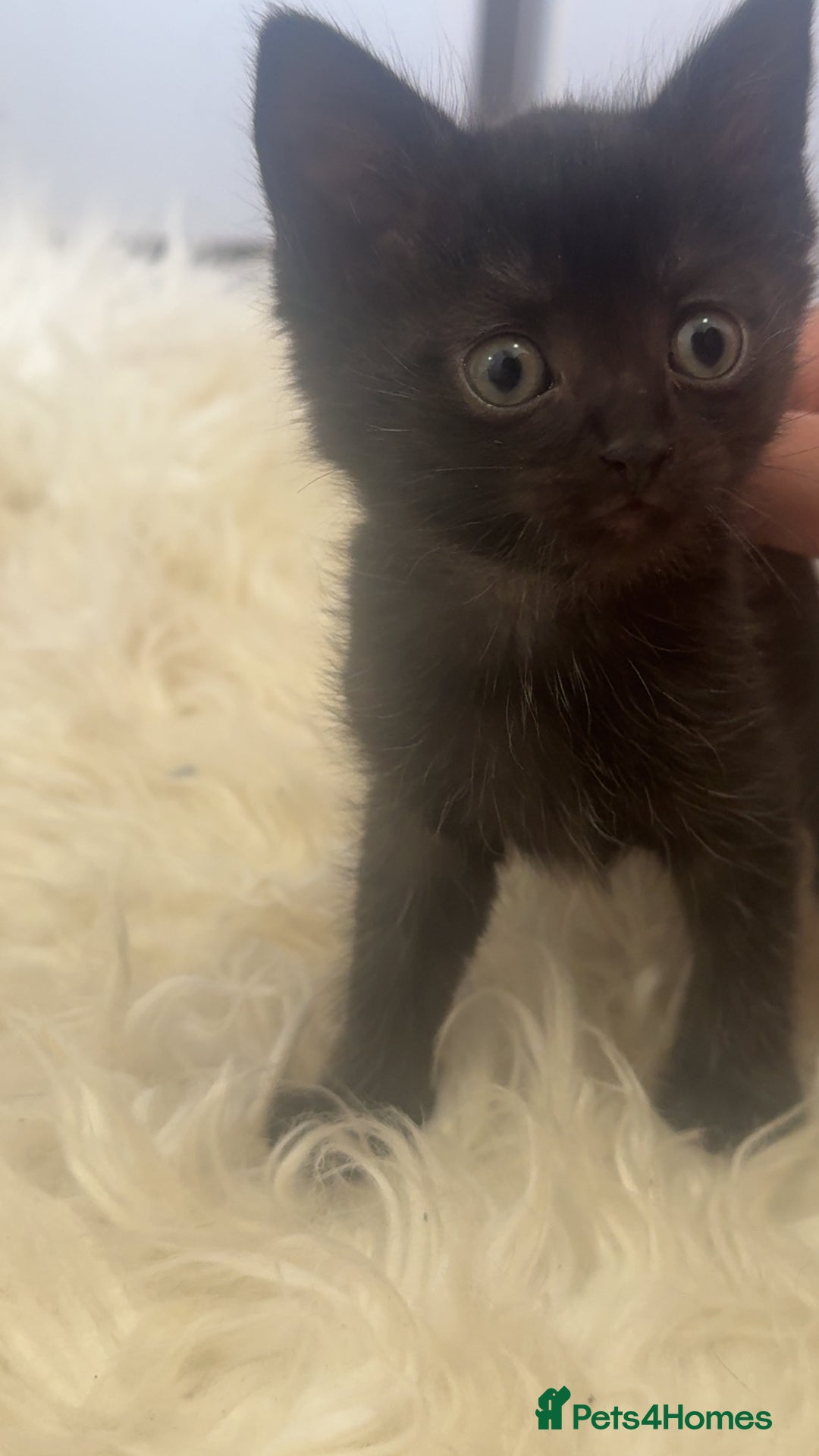 Mixed Breed cats for sale: 5 kittens  - Image 5