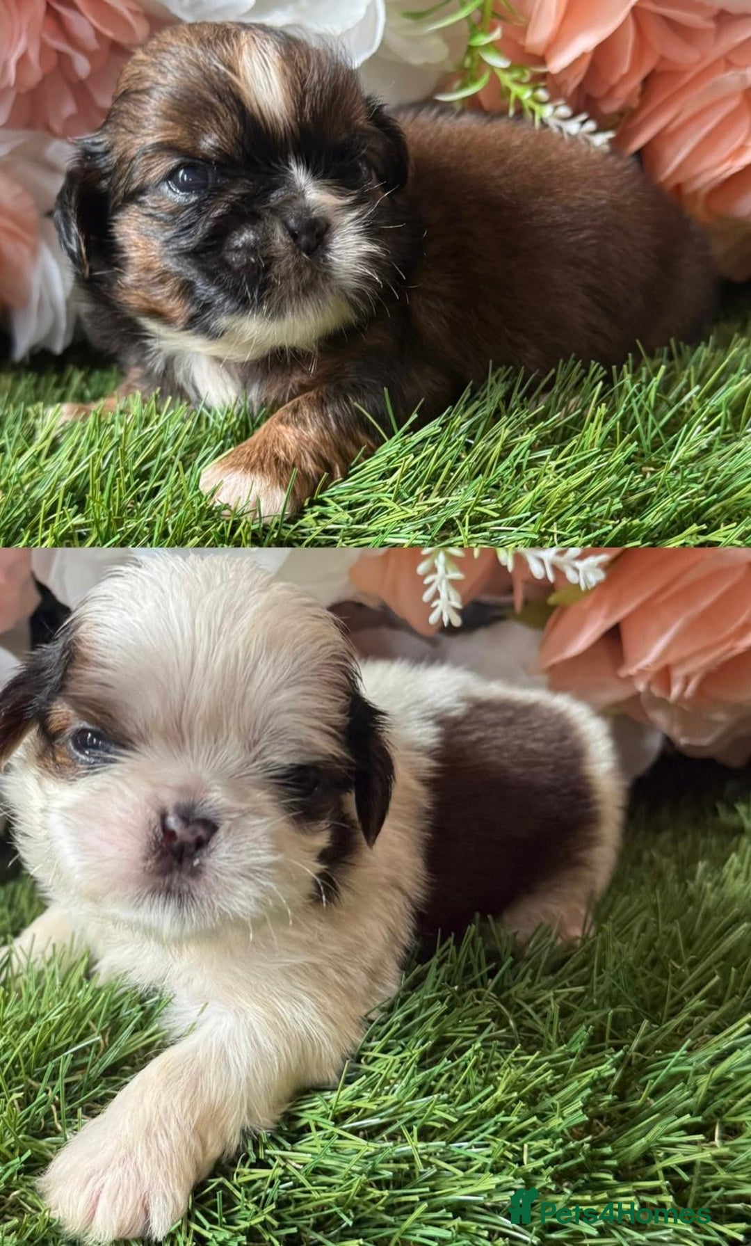 Shih Tzu dogs for sale: Kc various colour Shih Tzu 14 dna health tested  - Image 1