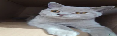 British Shorthair 2