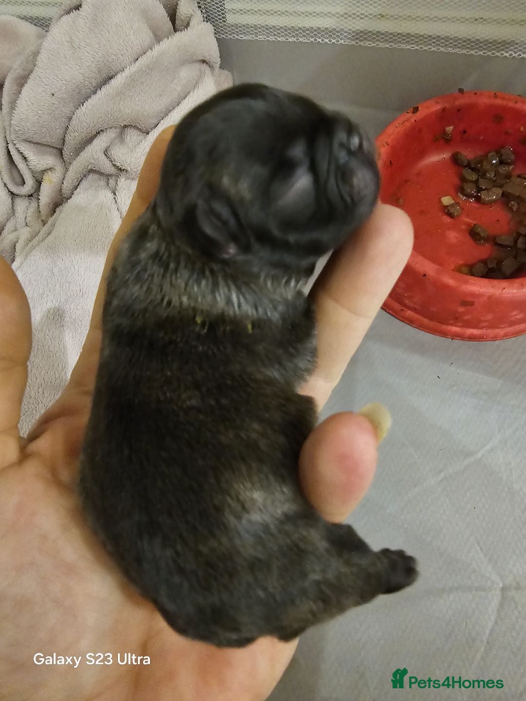 French Bulldog dogs for sale: French bulldog puppys for sale  - Advert 20