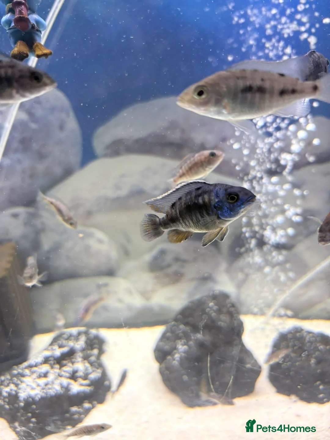 Cichlids fish for sale: Red sided and sulfur head cichlids  - Advert 6