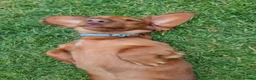 Miniature Dachshund dogs for sale: Puppies of the miniature long-haired dachshund.  - Advert 4