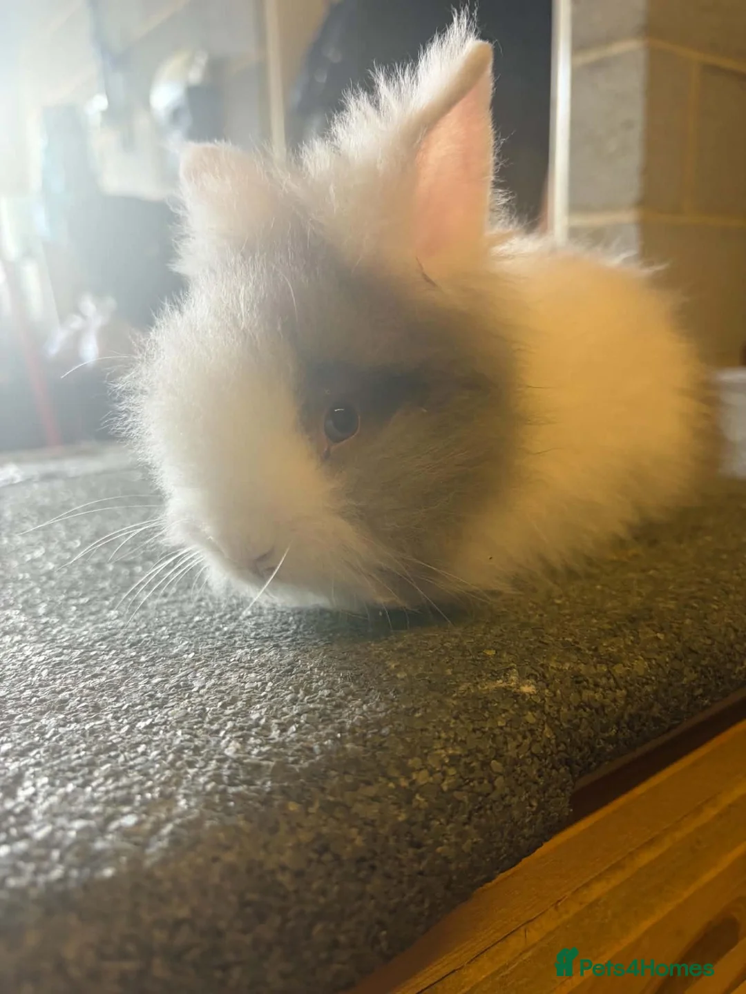 Lionhead rabbits for sale: Double Mane Choc & White Lionhead Doe - Advert 2