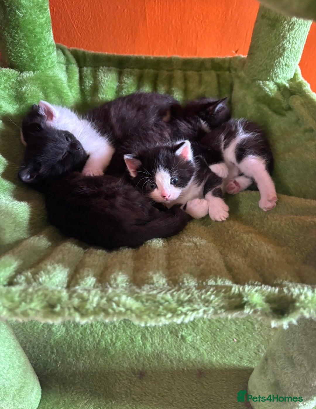 British Shorthair cats for sale: Gorgeous kittens ready for their forever home in Saint Helens - Image 13