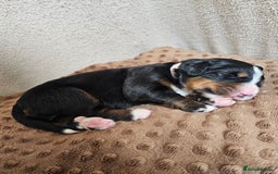 Bernese Mountain Dog dogs for sale: Gorgeous Bernese Mountain Dog Puppies Ready Soon - Image 12