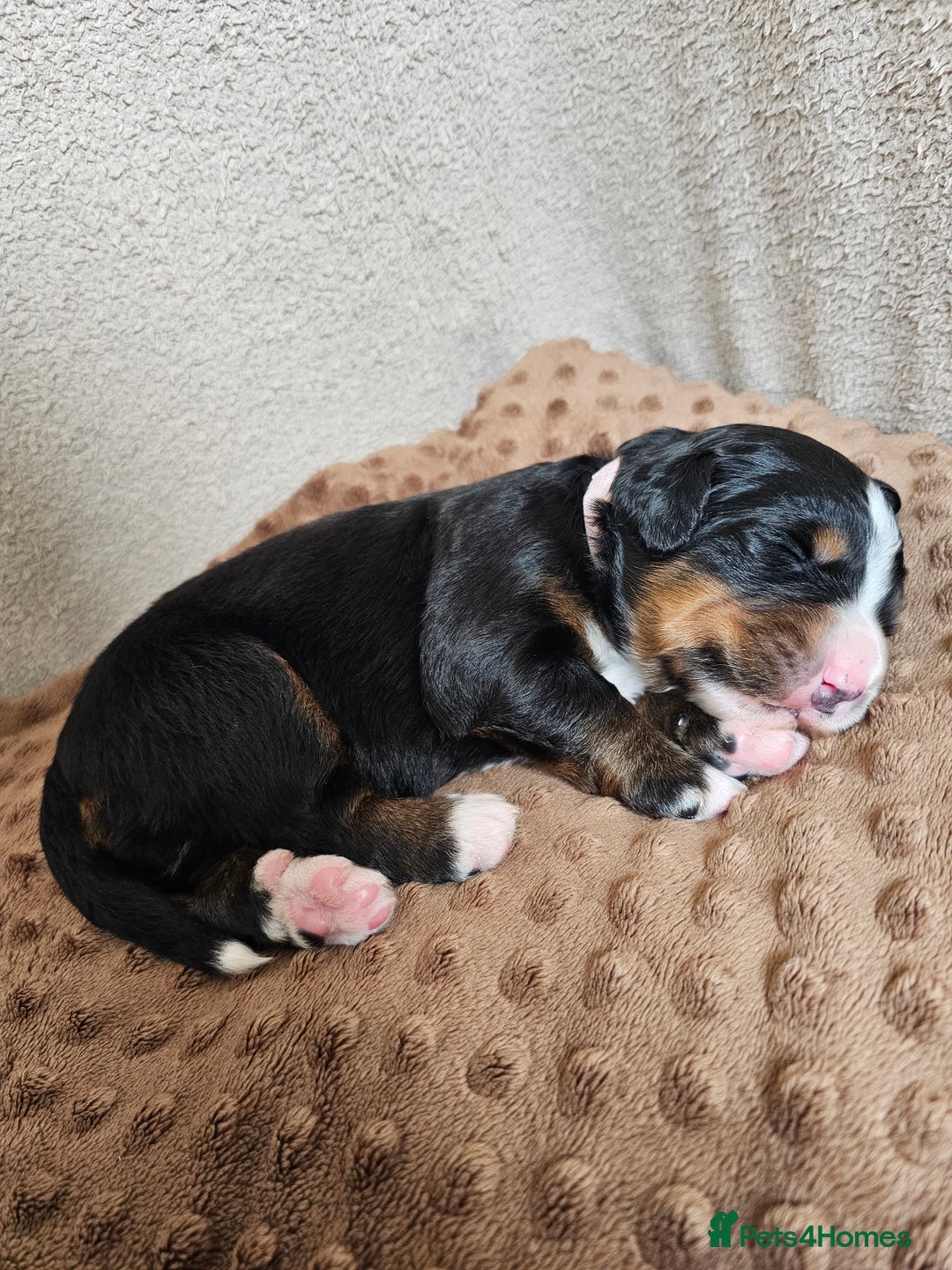 Bernese Mountain Dog dogs for sale: Gorgeous Bernese Mountain Dog Puppies Ready Soon - Image 12
