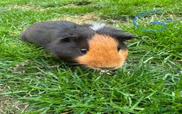 Guinea Pig rodents for sale: Female and male guinea pigs for sale  - Image 1