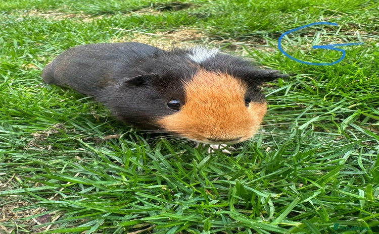 Guinea Pig rodents - Advert 7