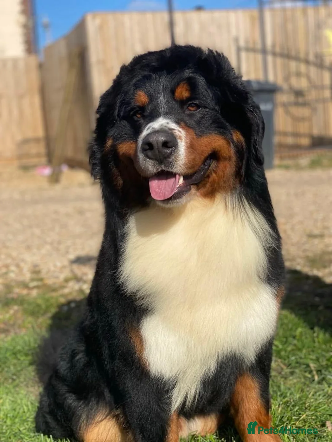 Bernese Mountain Dog dogs for stud: Outstanding kc reg Bernese mountain dog stud - Advert 8