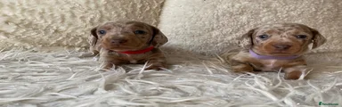 Dachshund Puppy 5