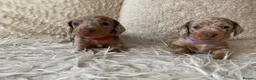 Dachshund dogs for sale: KC miniature smooth haired DNA tested dachshunds  - Advert 34