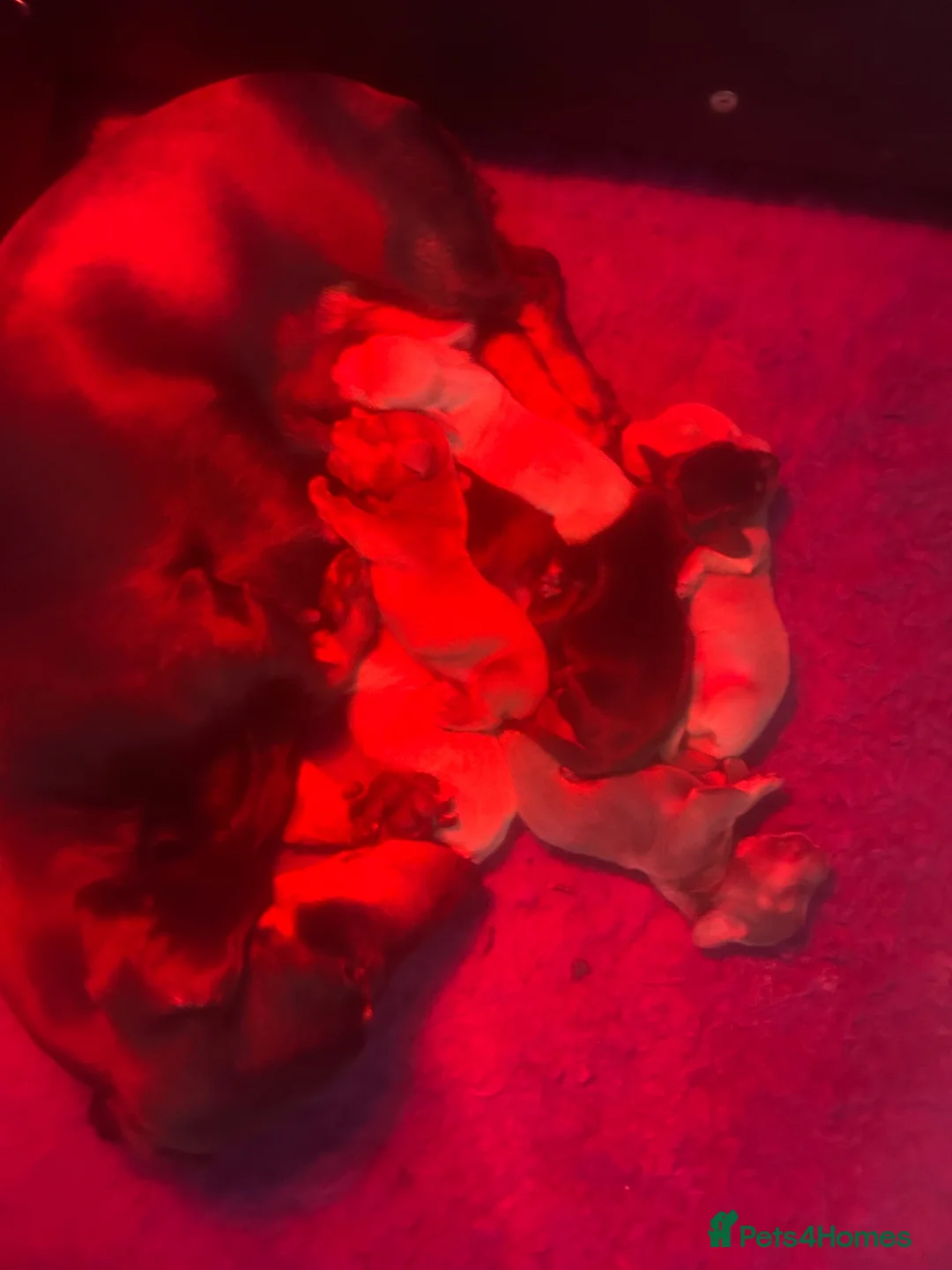 Miniature Dachshund dogs for sale: Miniature dachshunds  in Runcorn - Advert 25