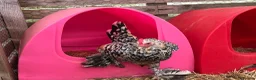 Chickens poultry for sale: Sablepoot hatching eggs, chicks, growers, hens - Advert 1