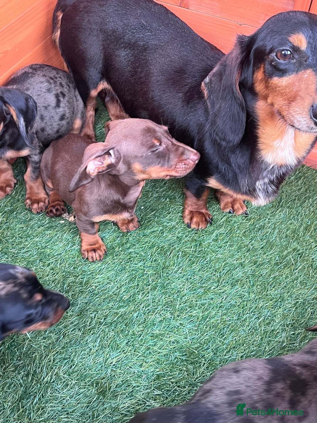Dachshund dogs for sale: Standard Dachshund Puppies - Image 3