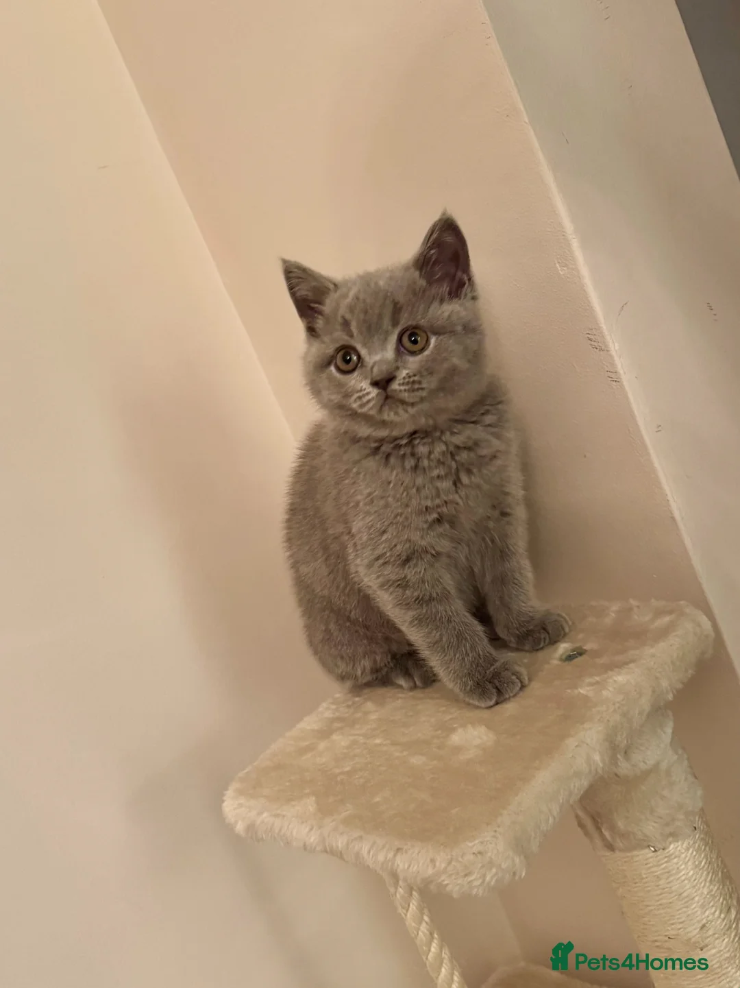 British Shorthair cats for sale: Beautiful British Shorthair Kitten & Accessories in Borehamwood - Advert 2