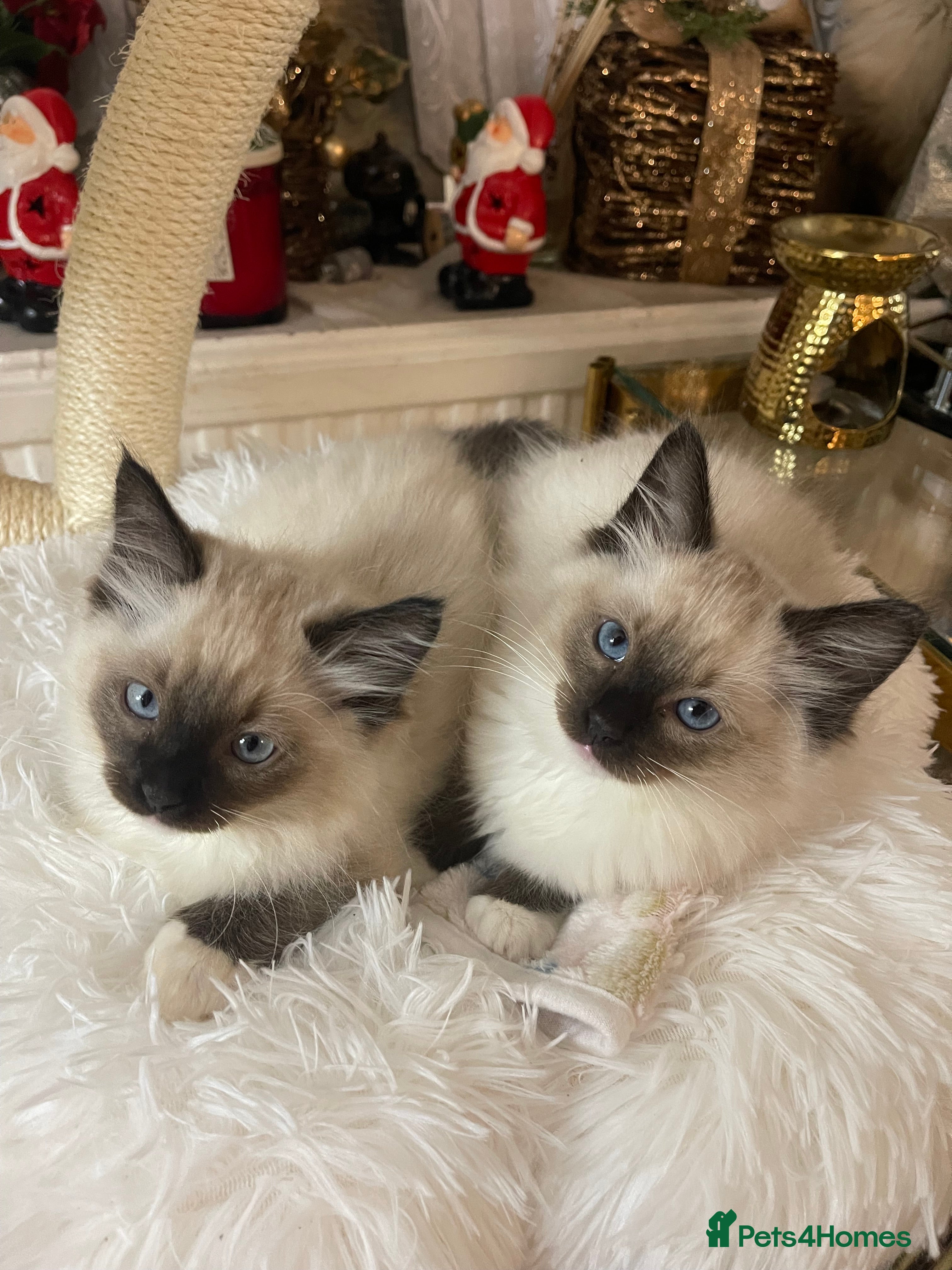 Ragdoll cats 🤍 Pure Ragdoll Kittens 🤍 - Advert 1