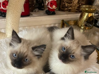 Ragdoll cats 🤍 Pure Ragdoll Kittens 🤍 - Advert 4