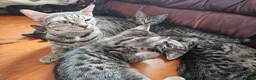 Mixed Breed cats for sale: Mixed kitten litter in Warrington - Advert 12