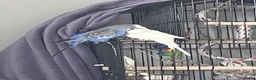 Budgerigars birds for sale: Male semi tame budgie 3 years old  - Advert 4
