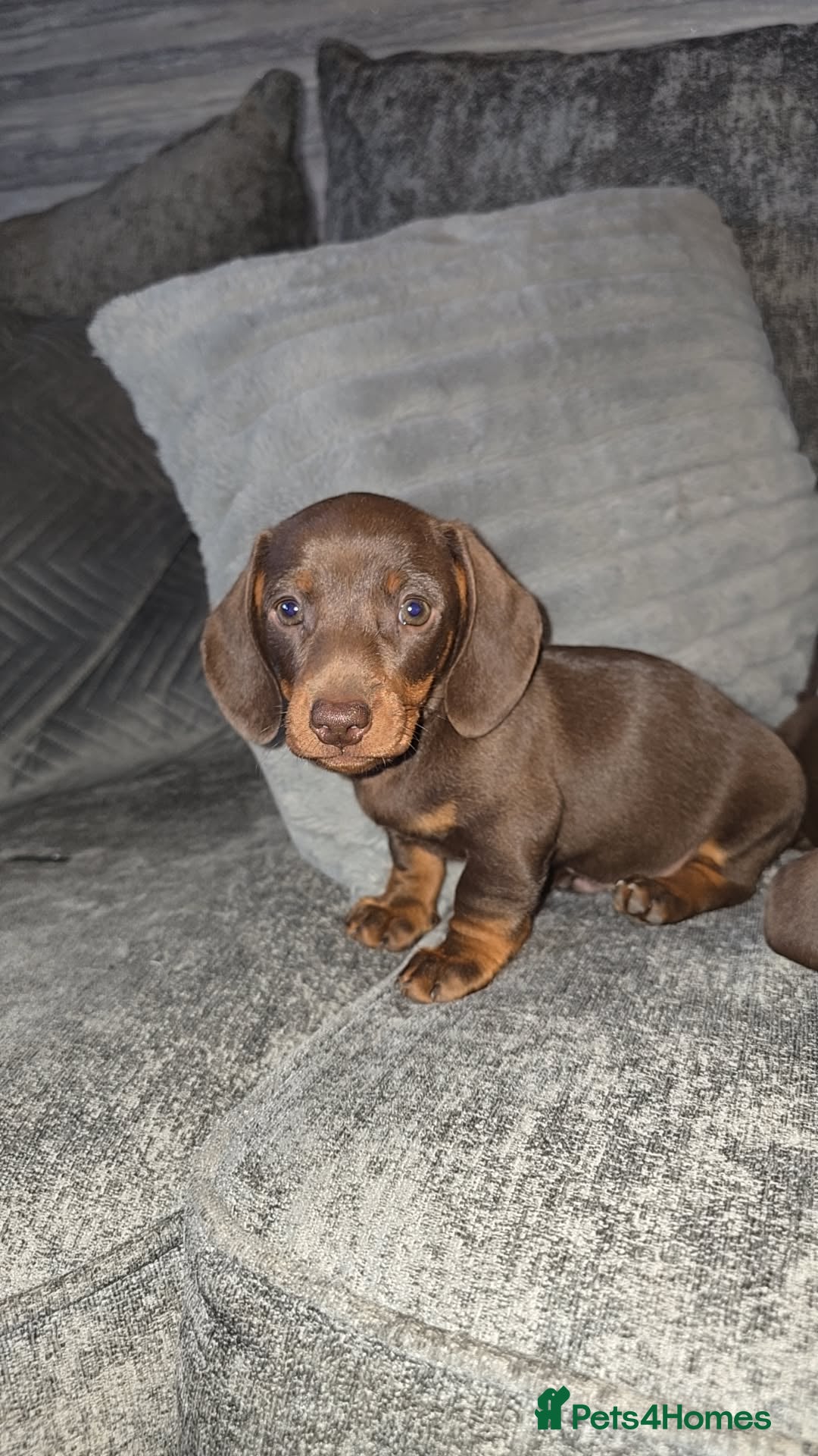 Miniature Dachshund dogs Miniature dachsund last boy  - Advert 9