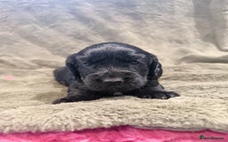 Cocker Spaniel dogs for sale: 3 stunning kc cocker girls💕 - Image 8