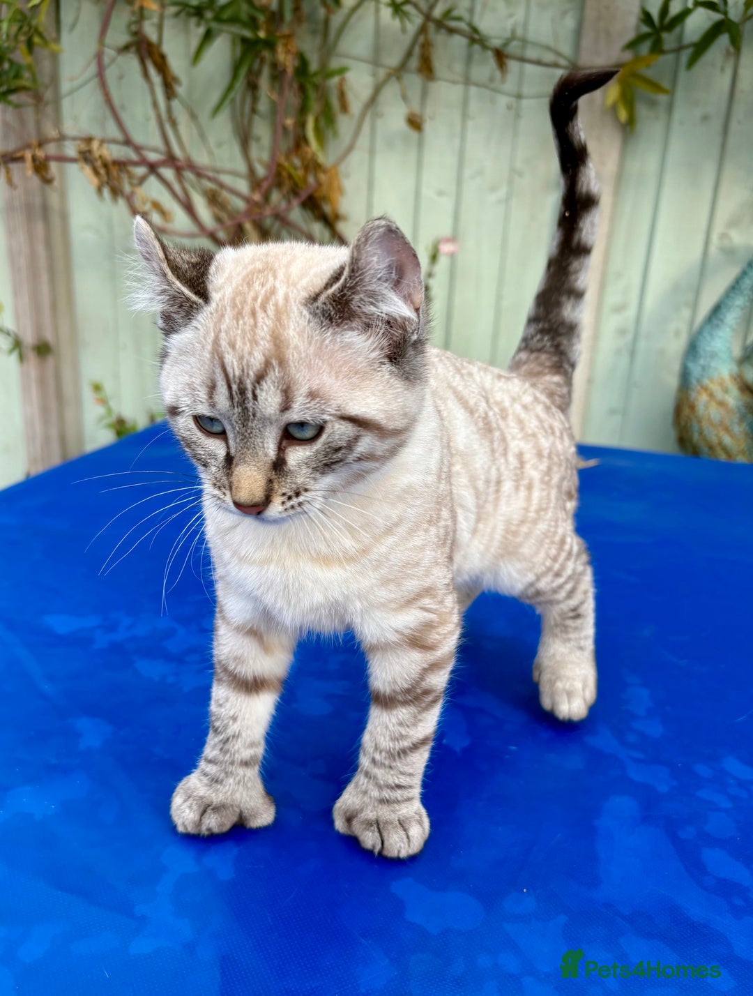 Bengal cats for sale: Breathtaking rare snow leopard  - Advert 11