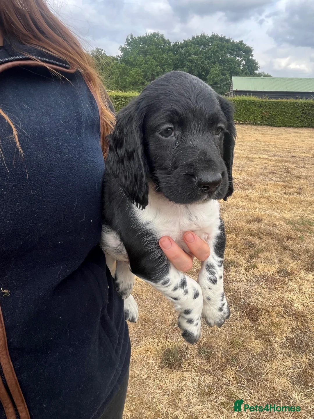 Sprocker dogs for sale: Sprocker spaniel puppies - Advert 2