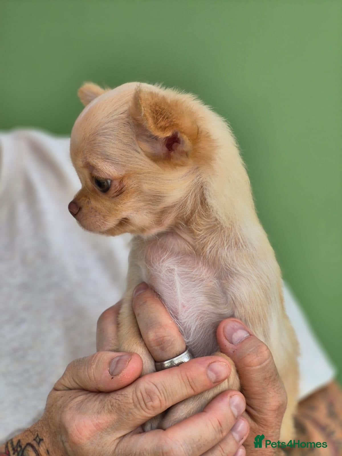 Chihuahua dogs Amazing Small Longcoat Apple head Chihuahua Puppy  - Advert 2