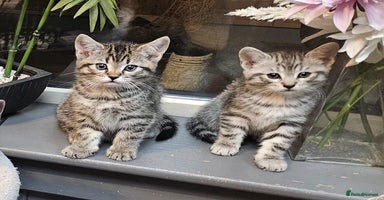 Maine Coon cats Maine coon cross kittens  - Advert 10