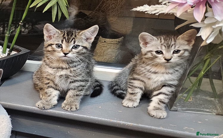 Maine Coon cats Maine coon cross kittens  - Advert 1