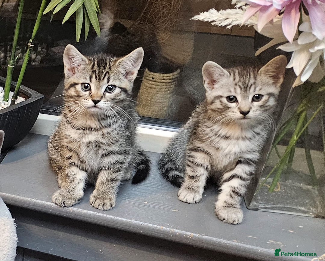 Maine Coon cats for sale: Maine coon cross kittens  - Advert 1