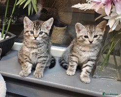 Maine Coon cats Maine coon cross kittens - Advert 10