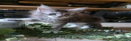 Maine Coon cats for sale: Pure Breed Mainecoon Therapy Kittens - Advert 16