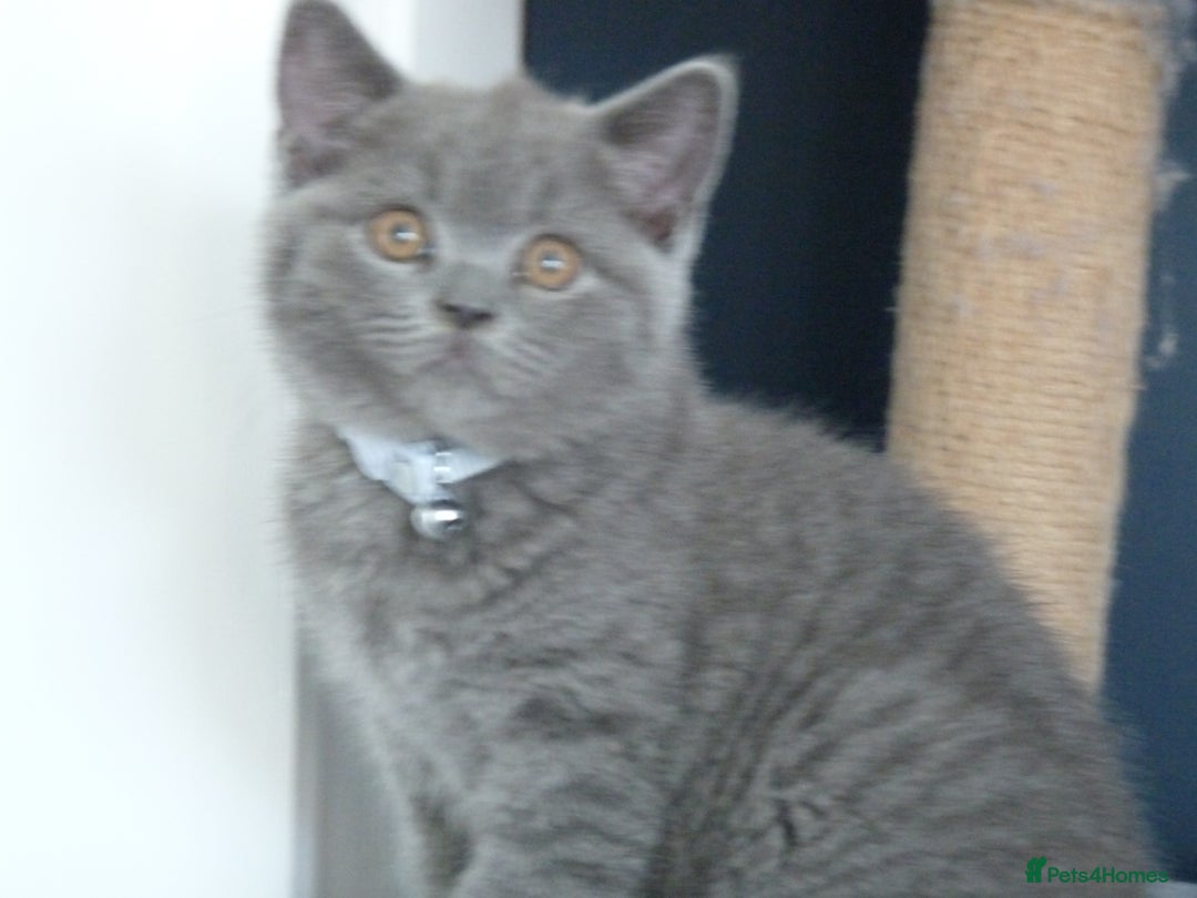 British Shorthair cats for sale: britsh short hair kittens  in Orpington - Image 16