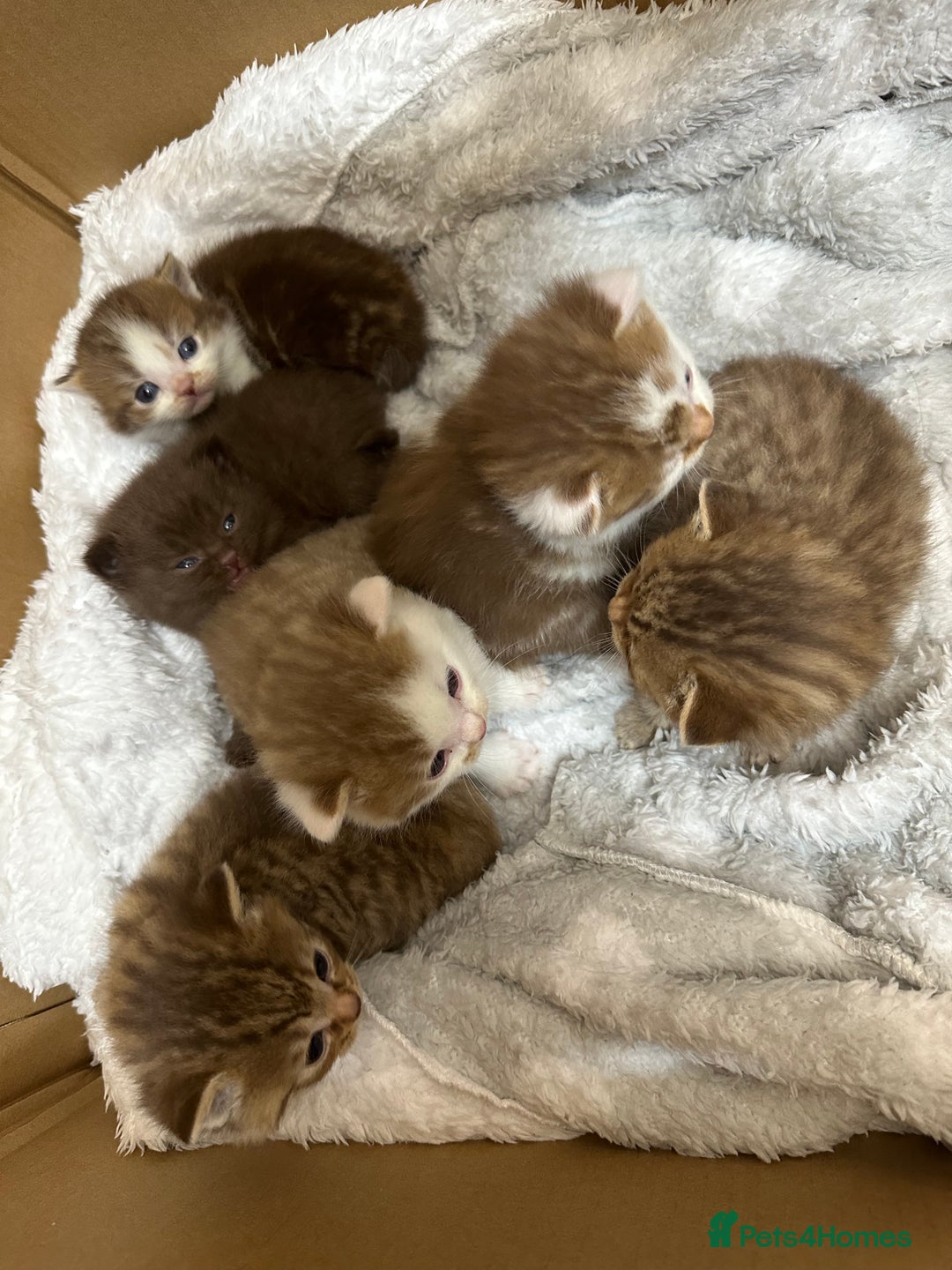 British Shorthair cats for sale: Kittens British shorthair mixed  - Image 6