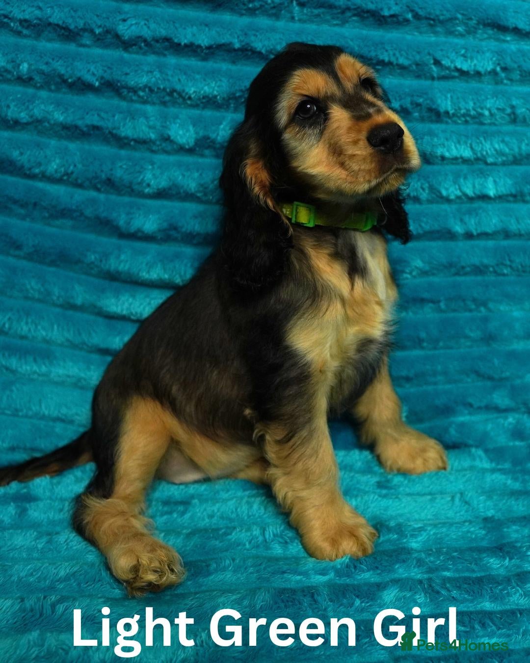 Cocker Spaniel dogs Quality, Show Type, Cocker Spaniel Puppies - Advert 2