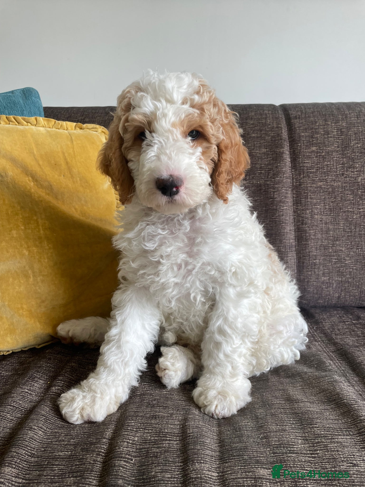 Double Doodle dogs PRICE REDUCED FOR LAST BOY! - Advert 2