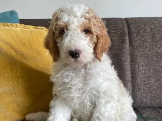 Double Doodle dogs PRICE REDUCED FOR LAST BOY! - Advert 2