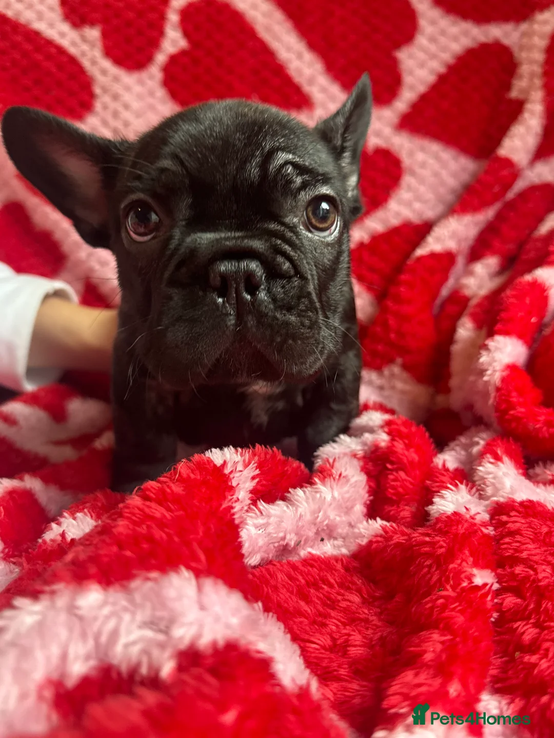 French Bulldog dogs for sale: Reduced price!!! Beautiful French bulldog pups  - Advert 5