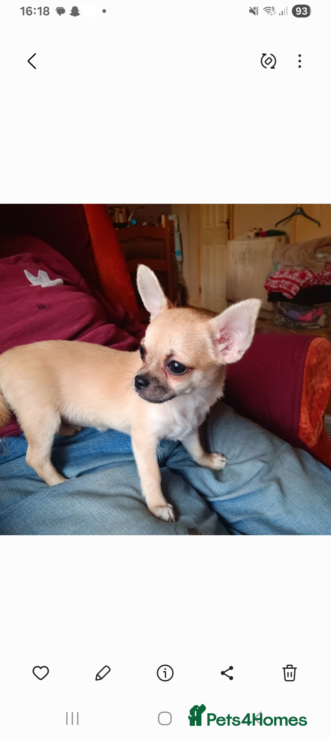Chihuahua dogs for sale: Gorgeous smooth coat chihuahua's for sale - Advert 1