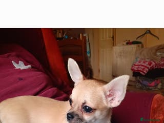 Chihuahua dogs Gorgeous smooth coat chihuahua's for sale - Advert 12